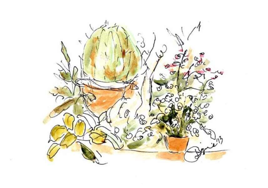 FLORAL SHOW HOUSE CACTUS
