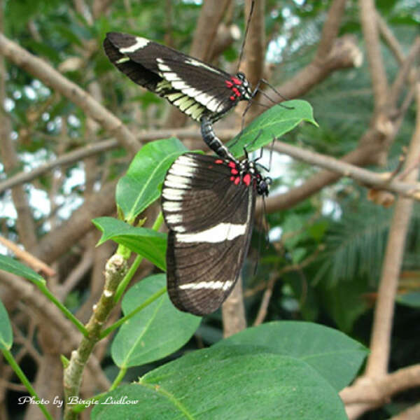 MATING BUTTERFLIES 1