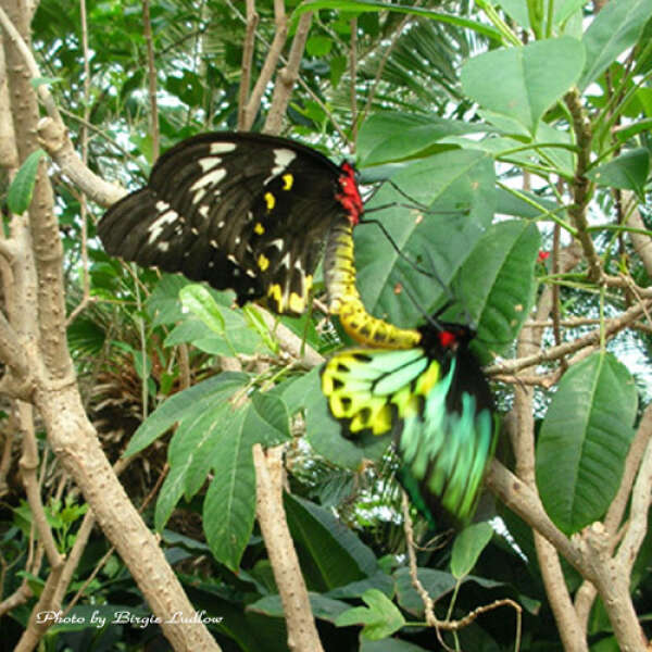 MATING BUTTERFLIES 2