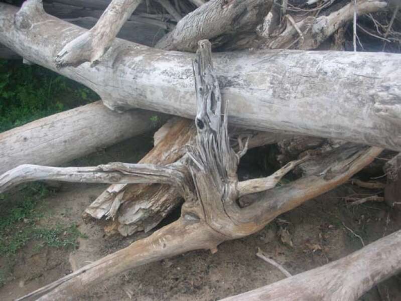 DRIFTWOOD