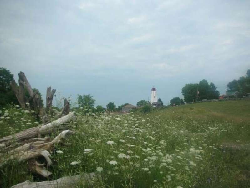 THE LIGHTHOUSE & DRIFTWOOD