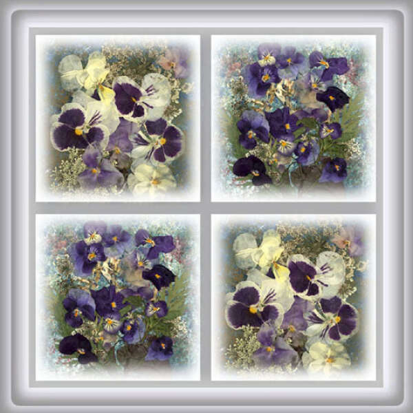 PANSY WINDOW