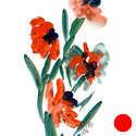 4 Poppies