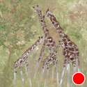 4 Giraffs