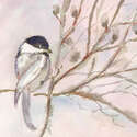 THE CHICKADEE