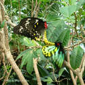 MATING BUTTERFLIES 2