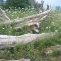 QUEEN ANNE'S LACE