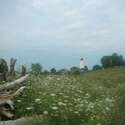 THE LIGHTHOUSE & DRIFTWOOD